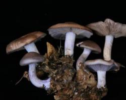 Instruksi metodis.  Jamur jamur.  Tubuh vegetatif jamur disebut miselium.  Ciri-ciri umum Tubuh vegetatif jamur diwakili oleh miselium
