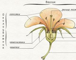 Структура на цветето на растението